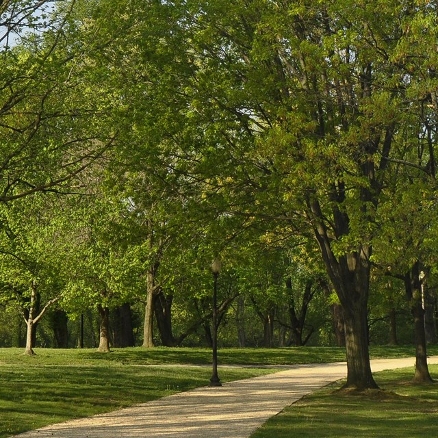 Trail and trees